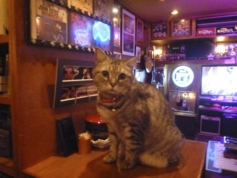 可愛い猫もいます。